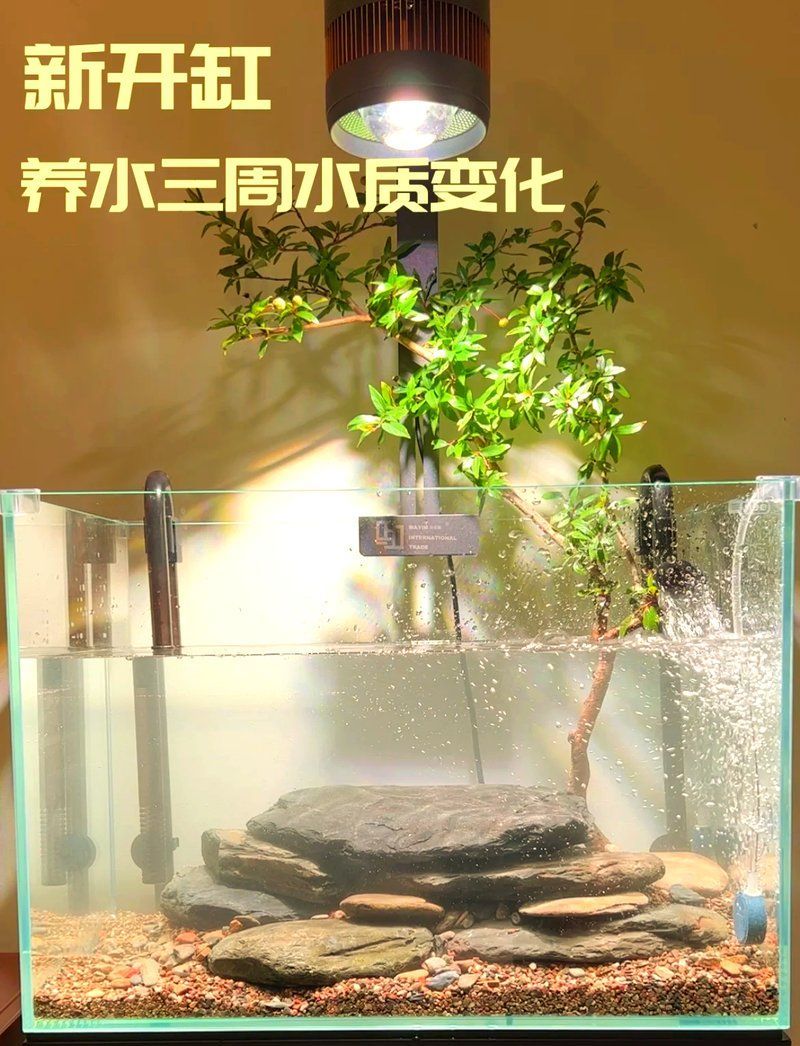 清洗魚缸后多久水質會穩定，清洗魚缸后多久可以喂魚？