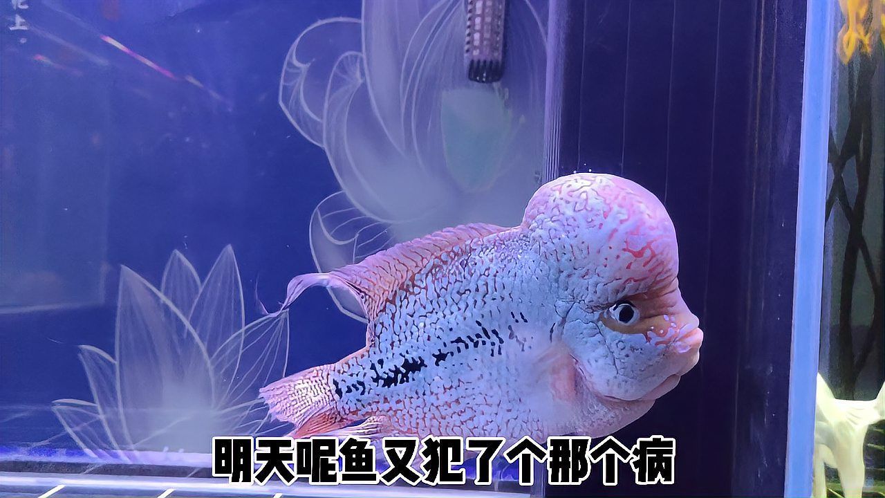 清洗魚缸后多久水質會穩定，清洗魚缸后多久可以喂魚？