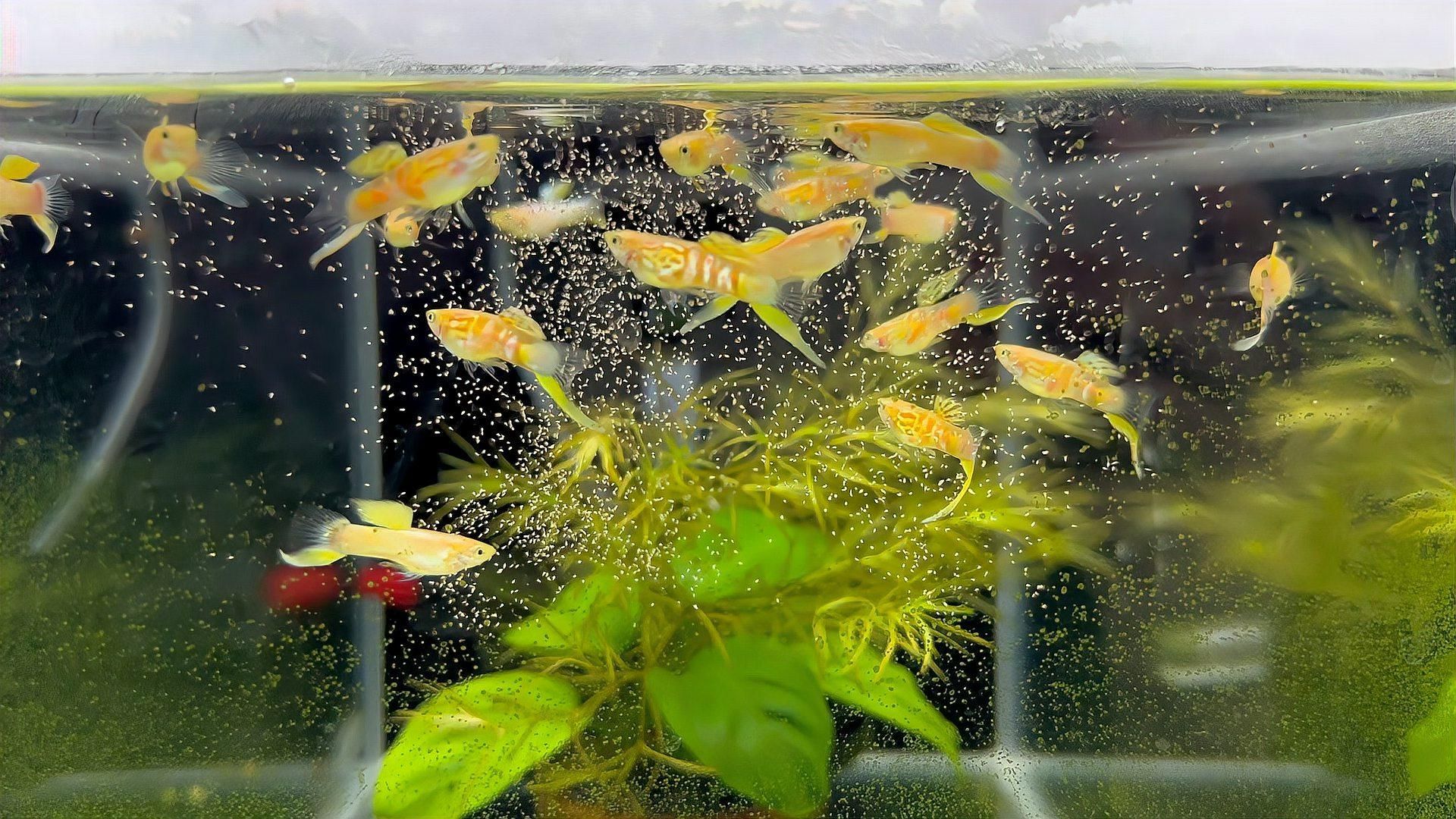 清洗魚缸后多久水質會穩定，清洗魚缸后多久可以喂魚？