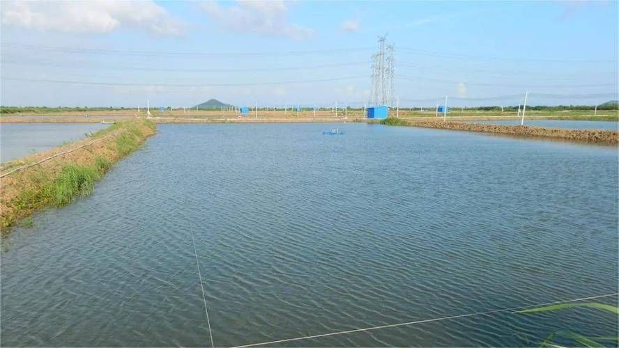 長汀地區有哪些著名的龍魚養殖基地？，福建長汀縣龍魚養殖基地是否存在具體命名的龍魚養殖基地