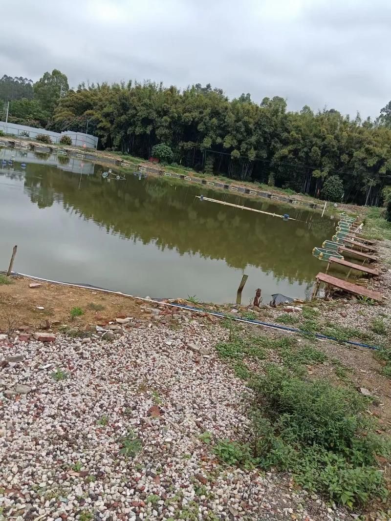 長汀地區有哪些著名的龍魚養殖基地？，福建長汀縣龍魚養殖基地是否存在具體命名的龍魚養殖基地