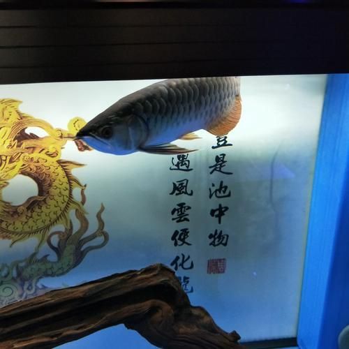 給我一張龍魚未化簽文的圖片