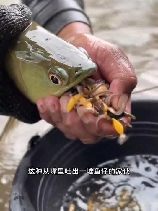 龍魚繁殖時的口腔孵卵過程是怎樣的？，全民小視頻，龍魚繁殖后如何護理？