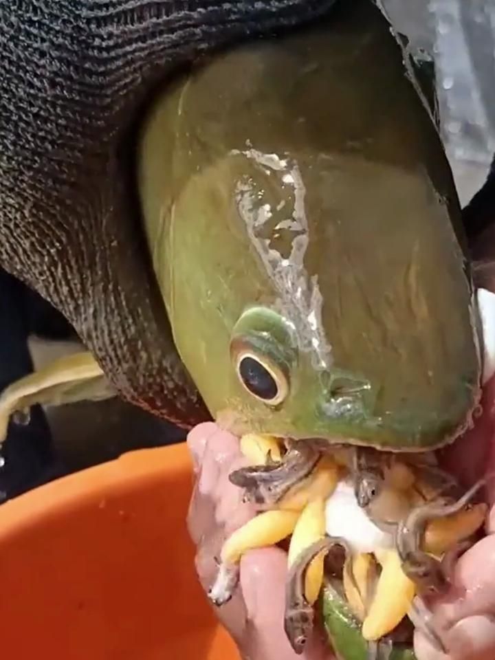 龍魚繁殖時的口腔孵卵過程是怎樣的？，全民小視頻，龍魚繁殖后如何護理？