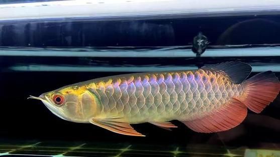 如何挑選高品質過背金龍，如何挑選高品質過背金龍魚，挑選高品質過背金龍的四個關鍵步驟