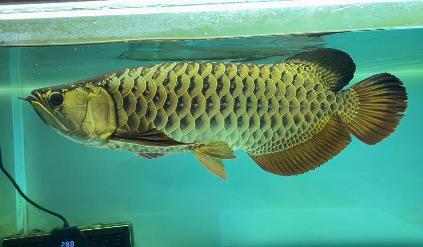 如何挑選高品質過背金龍，如何挑選高品質過背金龍魚，挑選高品質過背金龍的四個關鍵步驟