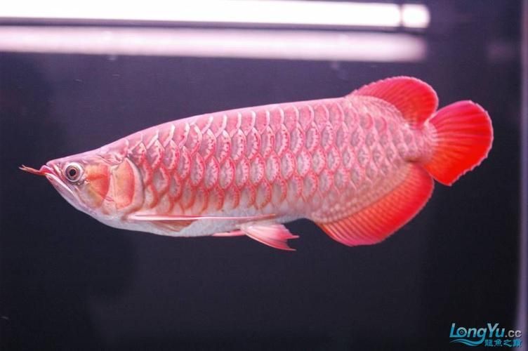 華安龍魚有哪些知名品牌？，“華安龍魚”是一個什么樣的品牌？