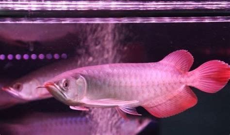 白子紅龍魚