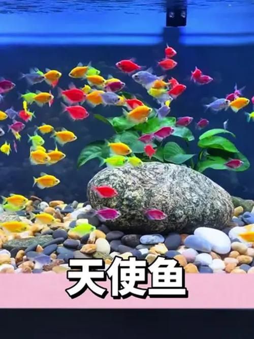 請提供更多關于觀賞魚色彩形成的圖片，關于觀賞魚色彩形成的奧秘