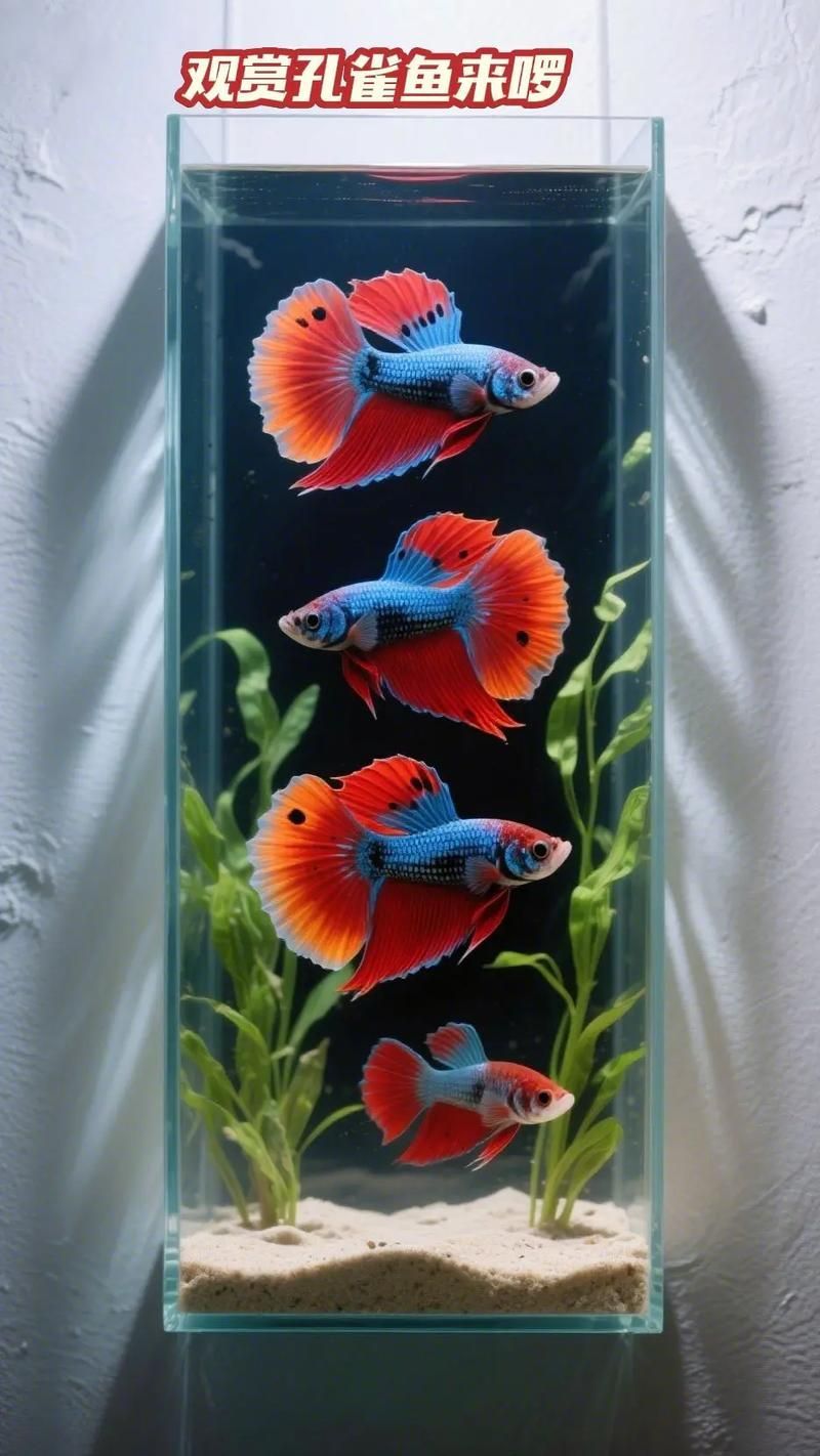 請提供更多關于觀賞魚色彩形成的圖片，關于觀賞魚色彩形成的奧秘