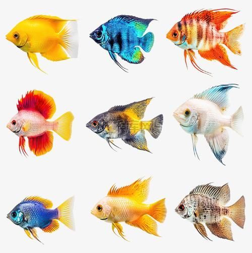 請提供更多關于觀賞魚色彩形成的圖片，關于觀賞魚色彩形成的奧秘