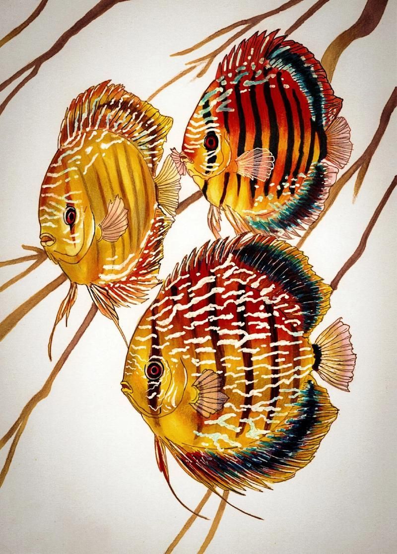 請提供更多關于觀賞魚色彩形成的圖片，關于觀賞魚色彩形成的奧秘