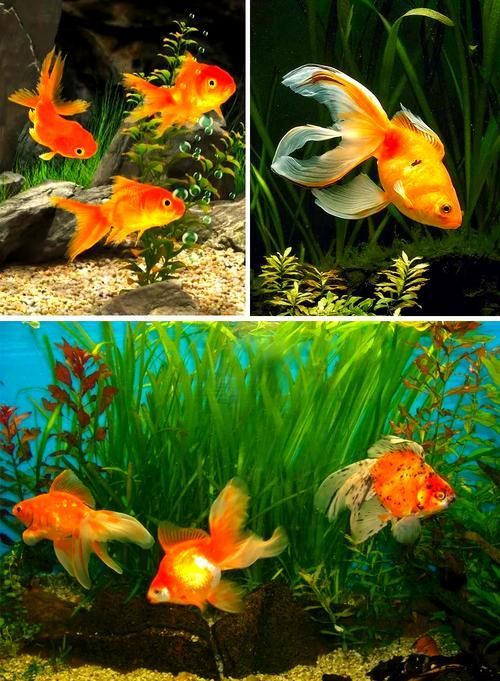 請提供更多關于觀賞魚色彩形成的圖片，關于觀賞魚色彩形成的奧秘