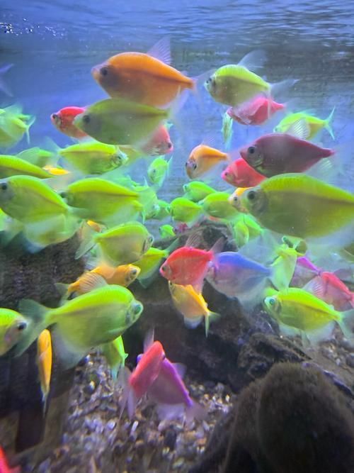 請提供更多關于觀賞魚色彩形成的圖片，關于觀賞魚色彩形成的奧秘