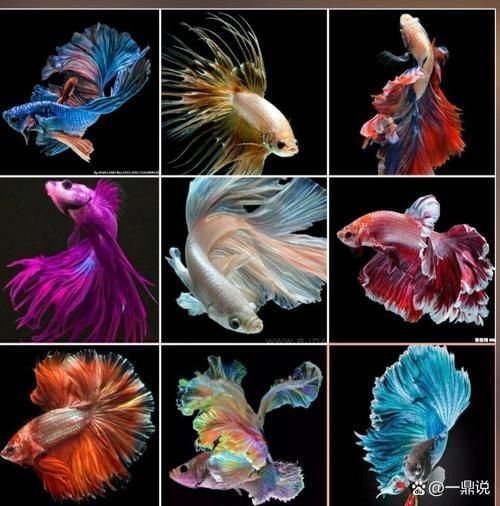 請提供更多關于觀賞魚色彩形成的圖片，關于觀賞魚色彩形成的奧秘