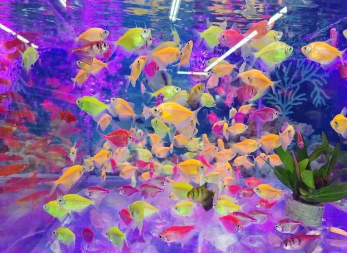 請提供更多關于觀賞魚色彩形成的圖片，關于觀賞魚色彩形成的奧秘