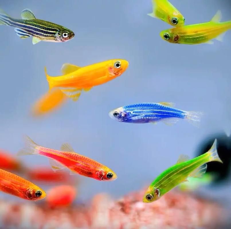 請提供更多關于觀賞魚色彩形成的圖片，關于觀賞魚色彩形成的奧秘