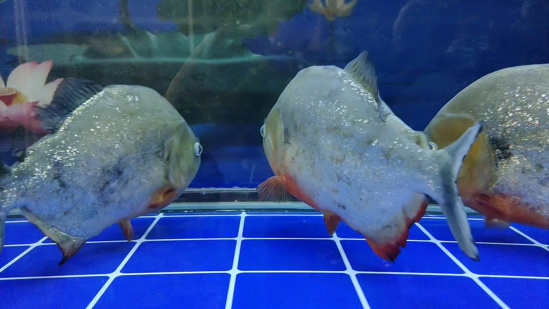 魚蒙眼可以自愈嗎，寵界段子手，魚蒙眼最佳解決辦法