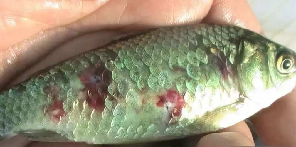如何判斷龍魚是否鰓蓋感染？