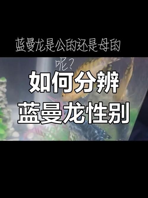 藍曼龍魚公母對照圖，如何區分藍曼龍魚幼魚的公母