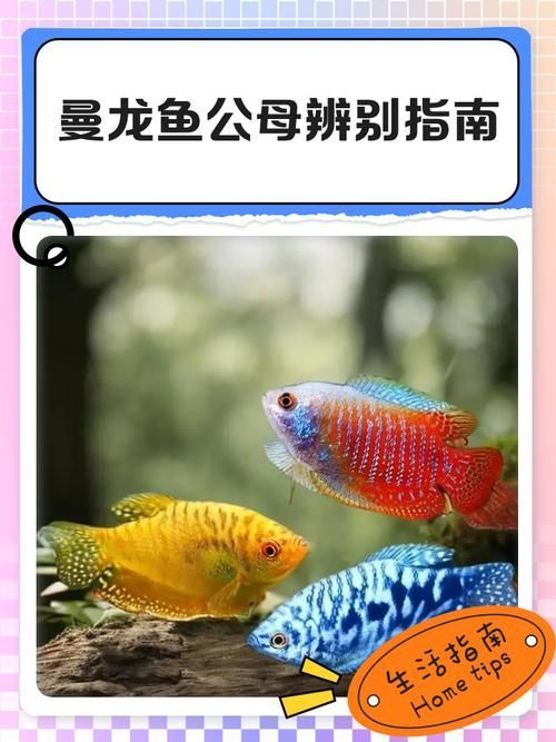 藍曼龍魚公母對照圖，如何區分藍曼龍魚幼魚的公母