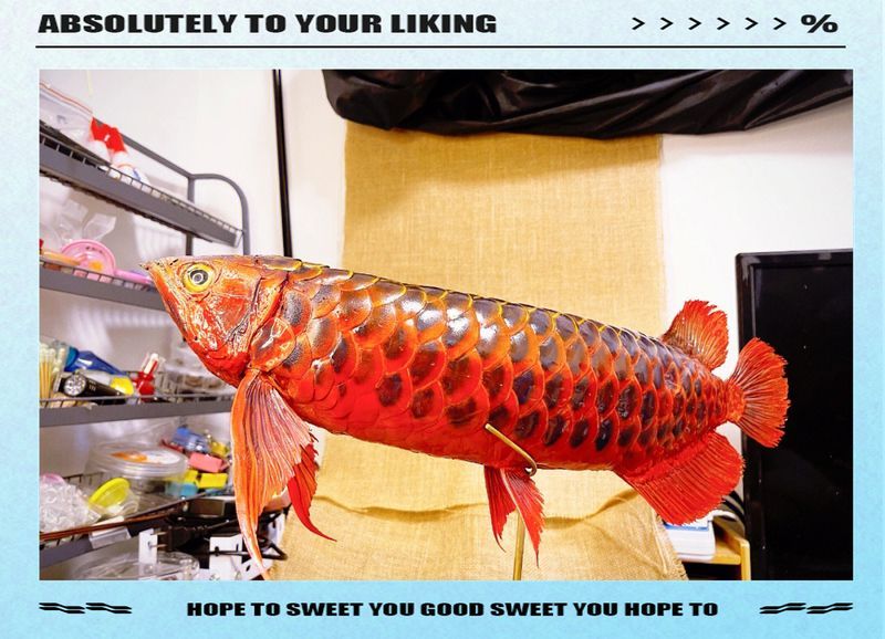 四大名龍紅龍魚(yú)中哪個(gè)品種最稀有？，全球最貴觀賞魚(yú):紅龍魚(yú)價(jià)格揭秘