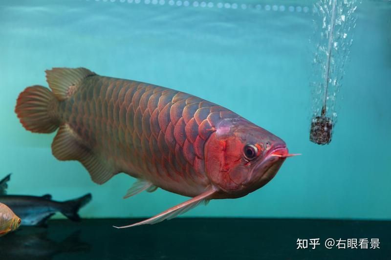 土霉素治療魚病有哪些副作用，關(guān)于土霉素治療魚病副作用的一些建議