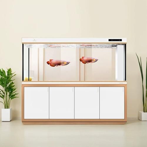 有哪些品牌推薦養龍魚的魚缸？，養龍魚的魚缸品牌推薦