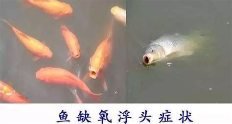 當魚出現浮頭現象的時候應該怎么辦，如何應對魚類浮頭現象