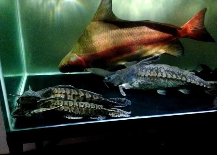 給我推薦一些鐵甲武士魚的品種圖片，鐵甲武士魚的品種圖片