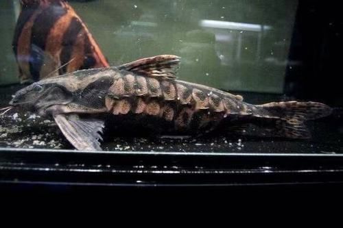 給我推薦一些鐵甲武士魚的品種圖片，鐵甲武士魚的品種圖片