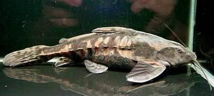 給我推薦一些鐵甲武士魚的品種圖片，鐵甲武士魚的品種圖片