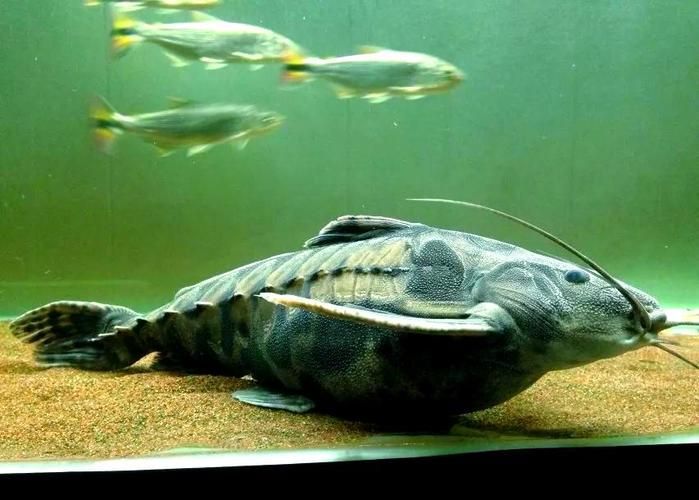 給我推薦一些鐵甲武士魚的品種圖片，鐵甲武士魚的品種圖片