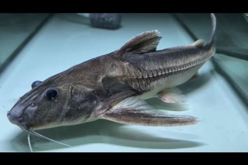 給我推薦一些鐵甲武士魚的品種圖片，鐵甲武士魚的品種圖片
