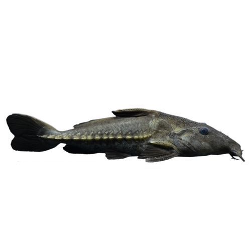 給我推薦一些鐵甲武士魚的品種圖片，鐵甲武士魚的品種圖片
