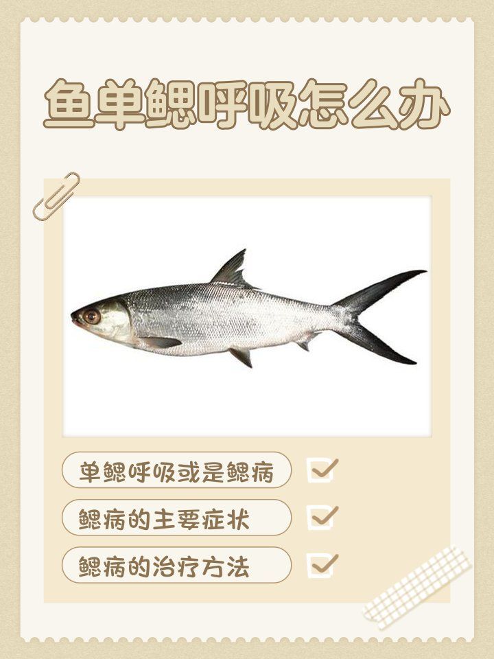 單側(cè)腮龍魚有哪些常見疾病？