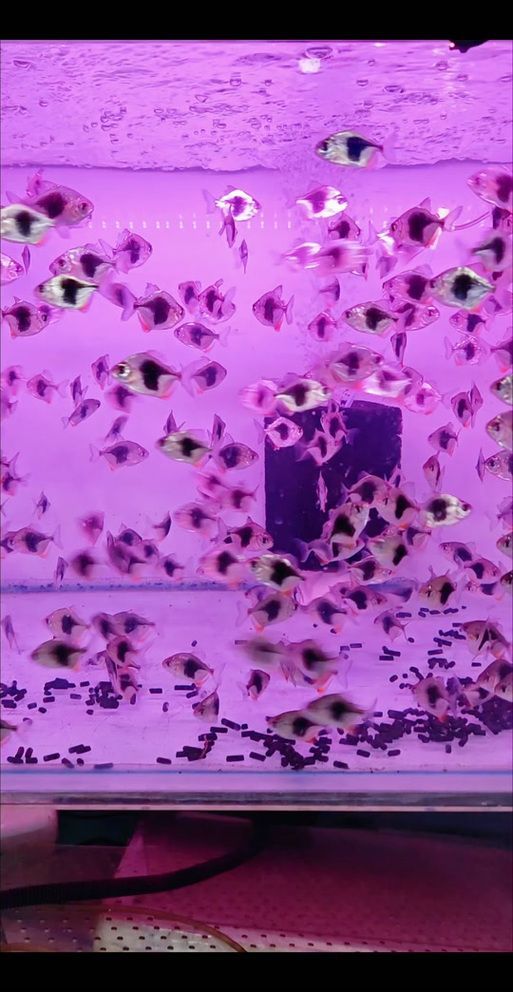 紅魔王銀板魚的飼養方法，紅魔王銀板魚系統化飼養指南