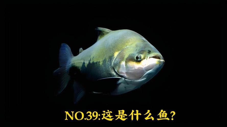 紅魔王銀板魚的飼養方法，紅魔王銀板魚系統化飼養指南