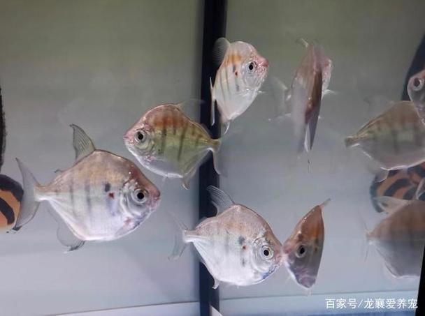 紅魔王銀板魚的飼養方法，紅魔王銀板魚系統化飼養指南