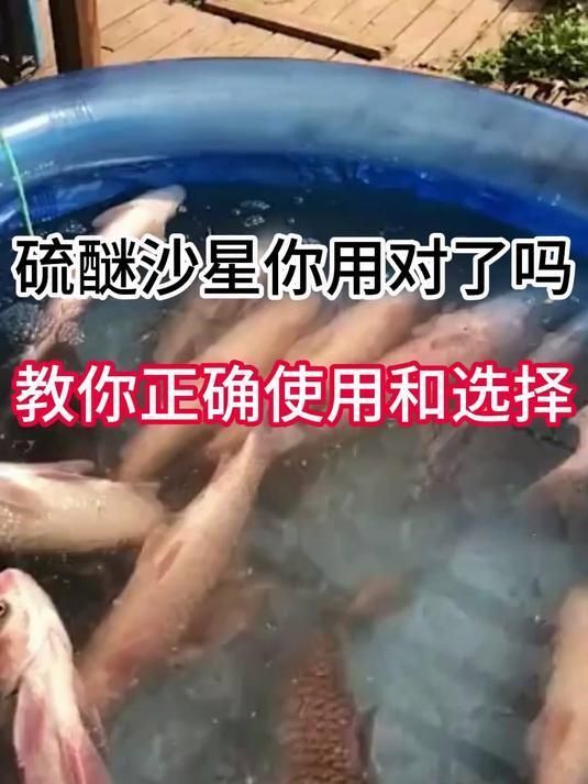哪些藥物可以有效治療魚塘水霉病，哪些藥物可以有效治療魚塘水霉病,治療魚塘水霉病，關(guān)鍵在于