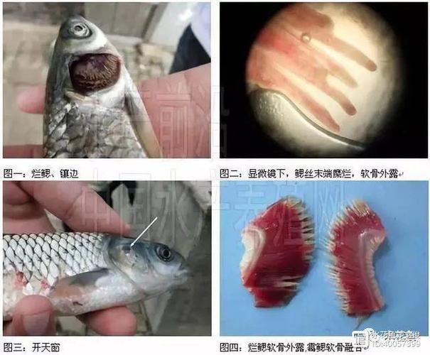 如何區分金龍魚的寄生蟲感染和細菌性病害？，如何區分金龍魚寄生蟲感染與細菌性病害的系統性鑒別指南