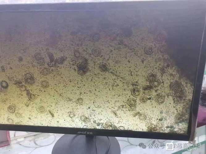 如何區分金龍魚的寄生蟲感染和細菌性病害？，如何區分金龍魚寄生蟲感染與細菌性病害的系統性鑒別指南