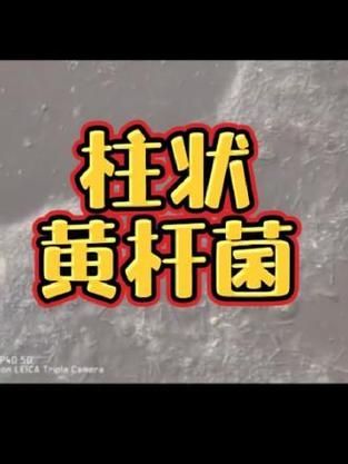 如何區分金龍魚的寄生蟲感染和細菌性病害？，如何區分金龍魚寄生蟲感染與細菌性病害的系統性鑒別指南