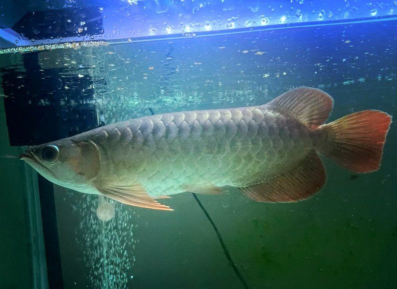 紅龍魚發色期多久，紅龍魚4月發色演變揭秘?