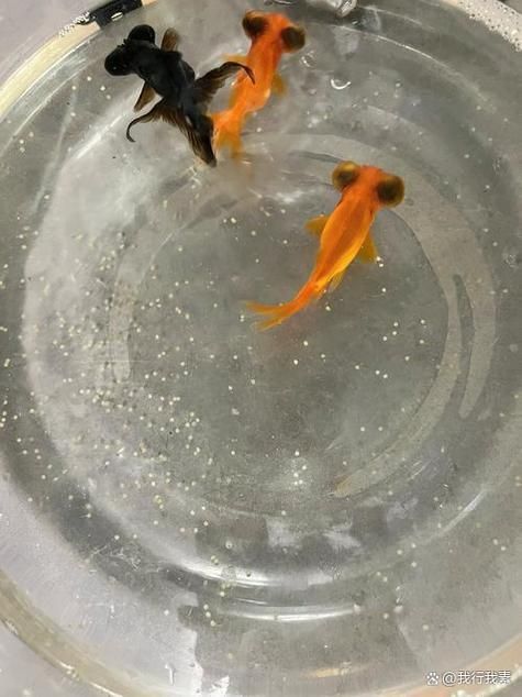 如何判斷小魚是否發(fā)情，如何判斷觀賞魚是否發(fā)情