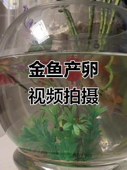 如何判斷小魚是否發情，如何判斷觀賞魚是否發情