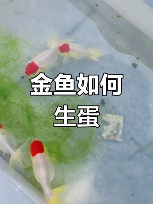 如何判斷小魚是否發(fā)情，如何判斷觀賞魚是否發(fā)情