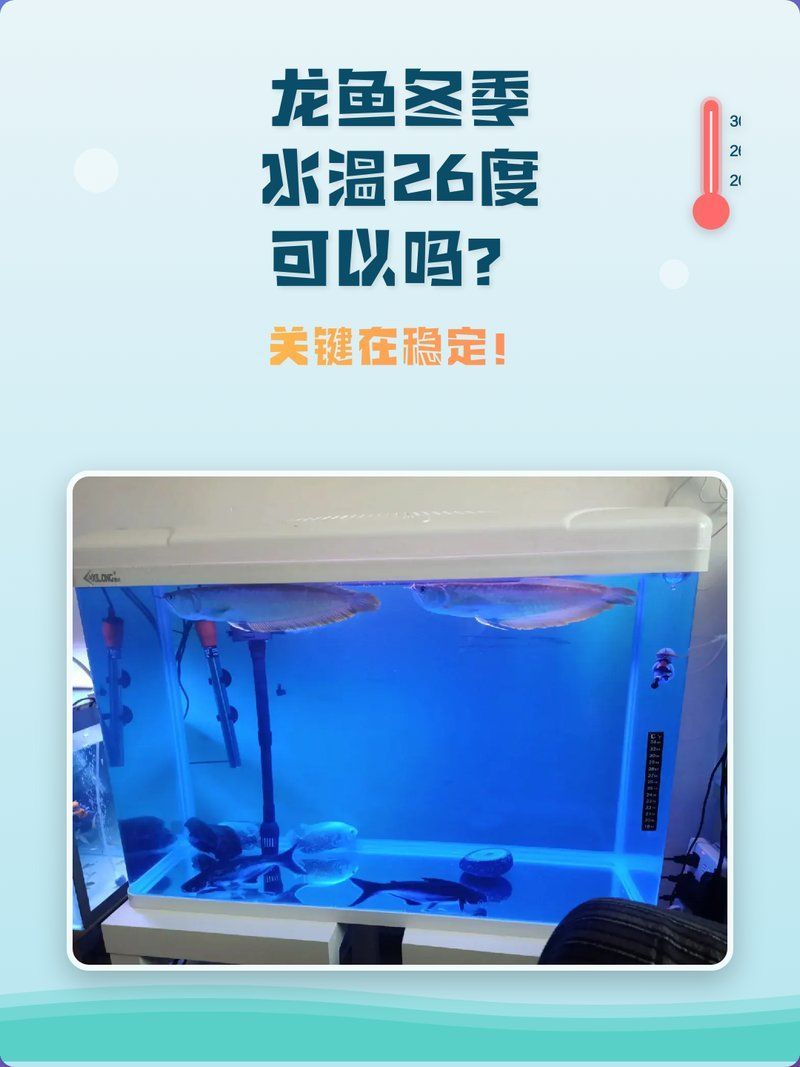 張北龍魚養殖技術有哪些難點，張北龍魚養殖技術