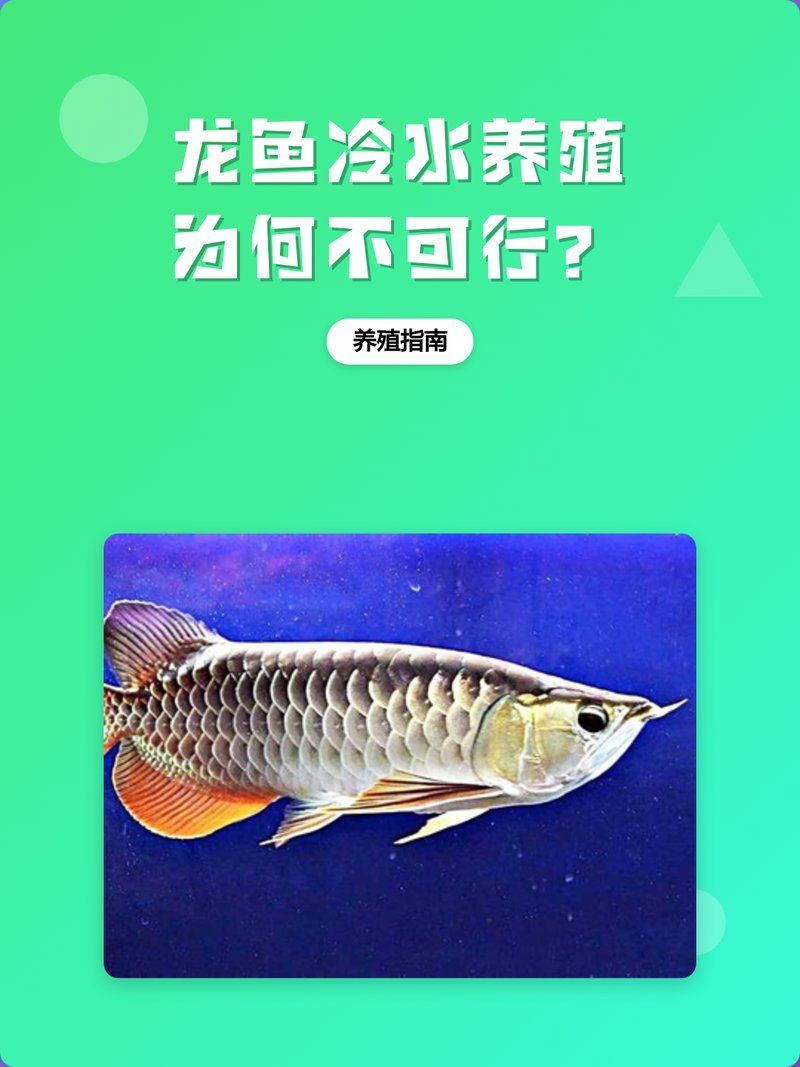 張北龍魚養殖技術有哪些難點，張北龍魚養殖技術