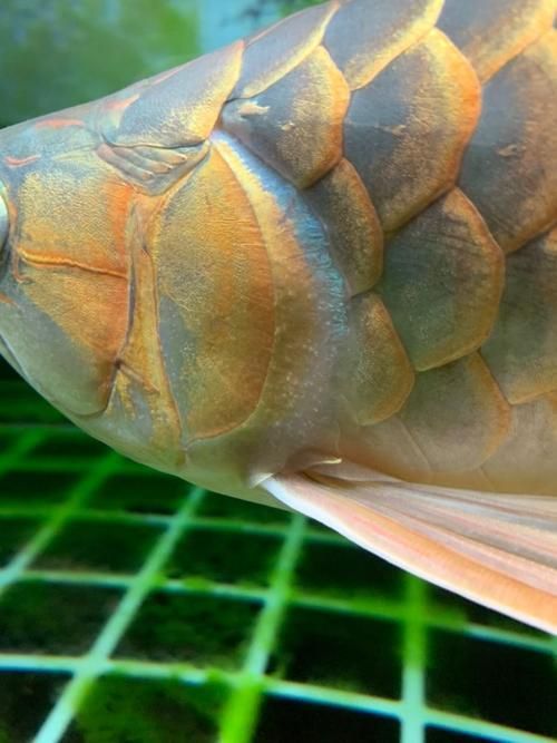 龍魚黑鱗病，龍魚黑鱗病思考完成免疫系統(tǒng)崩潰，免疫系統(tǒng)崩潰，